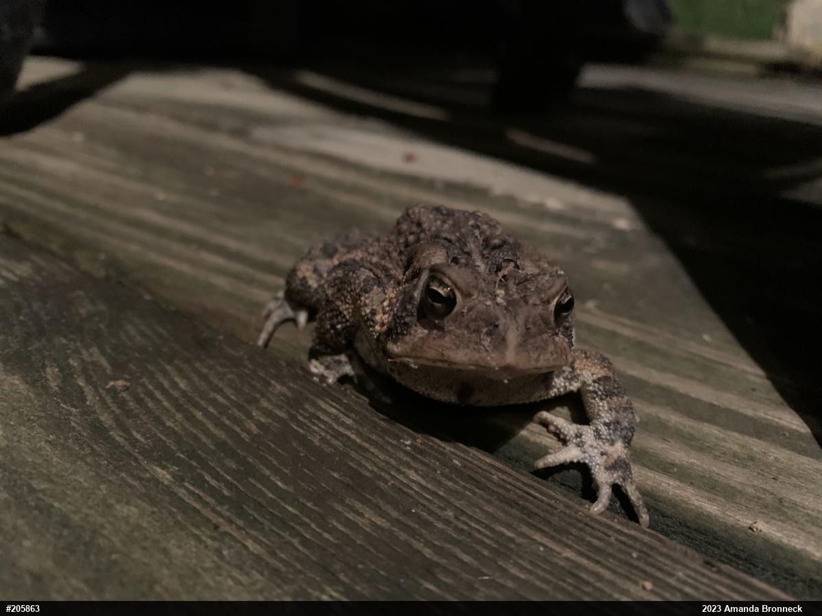 Eastern American Toad