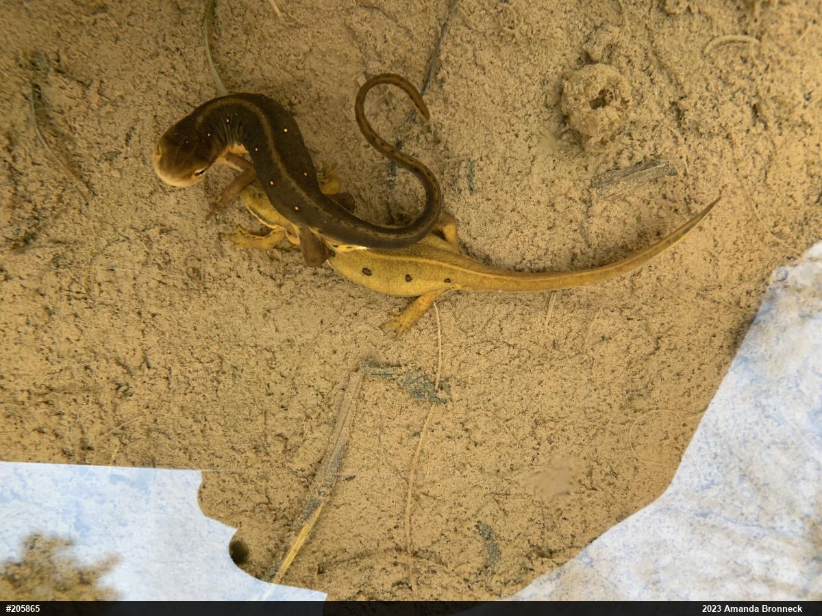 Red-spotted Newt
