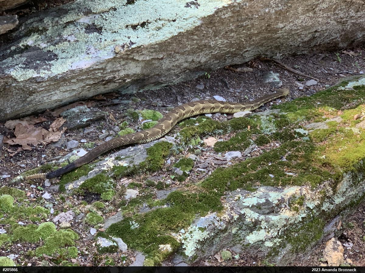Timber Rattlesnake
