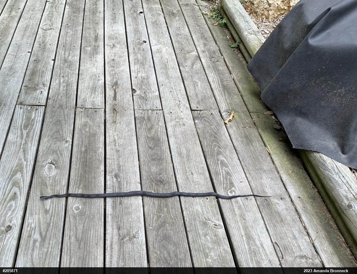 Eastern Ratsnake