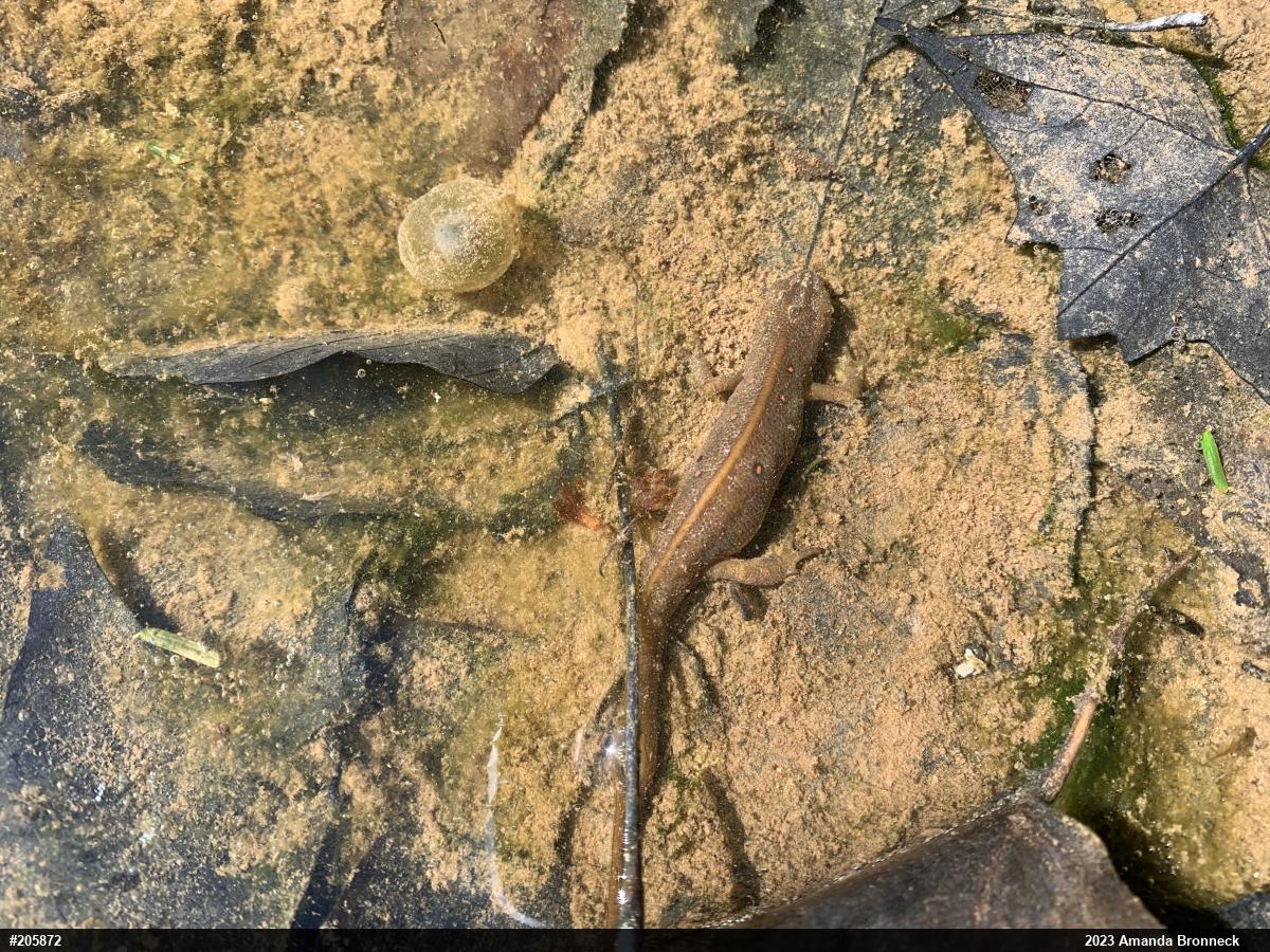 Red-spotted Newt