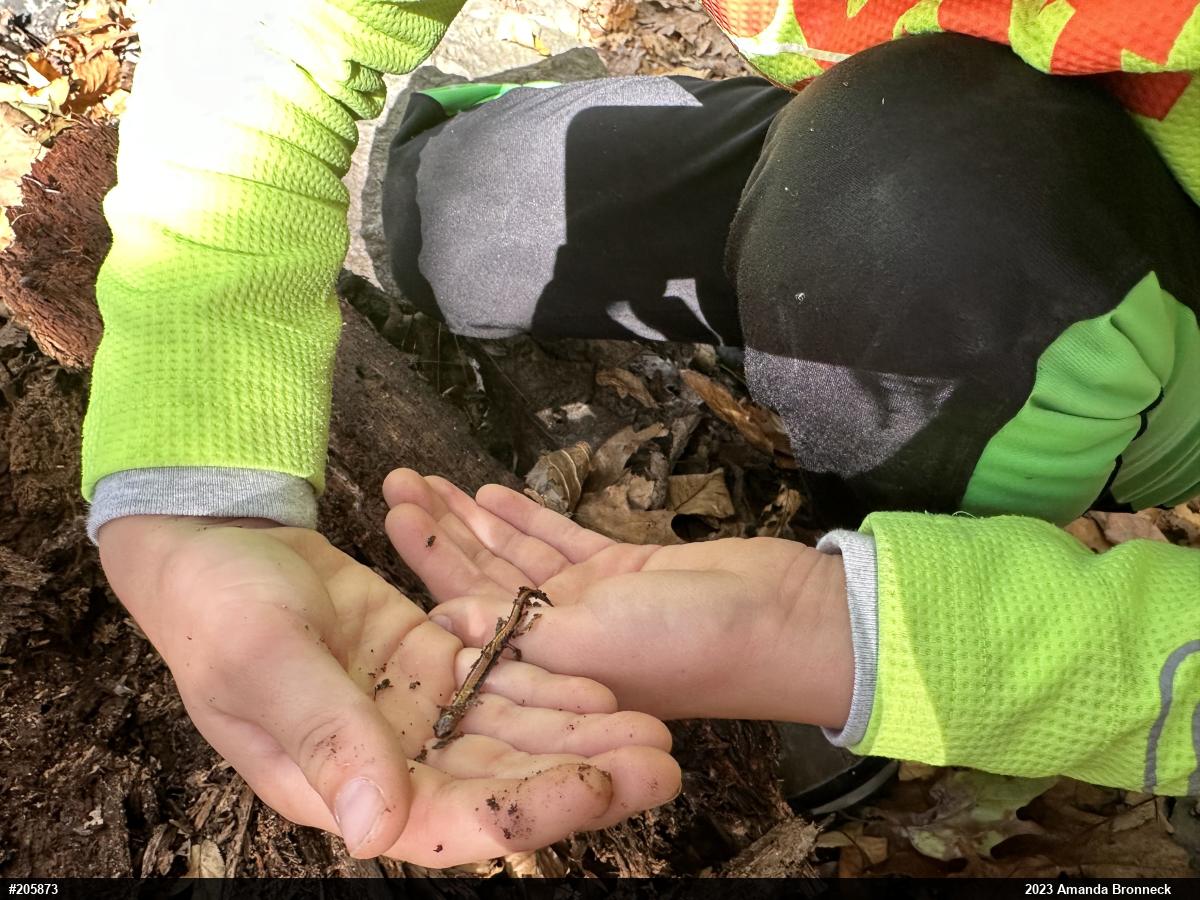 Eastern Red-backed  Salamander