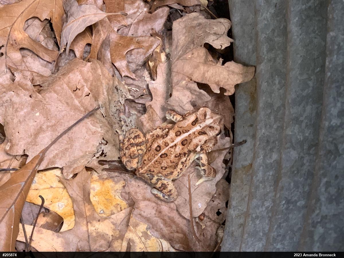 Eastern American Toad