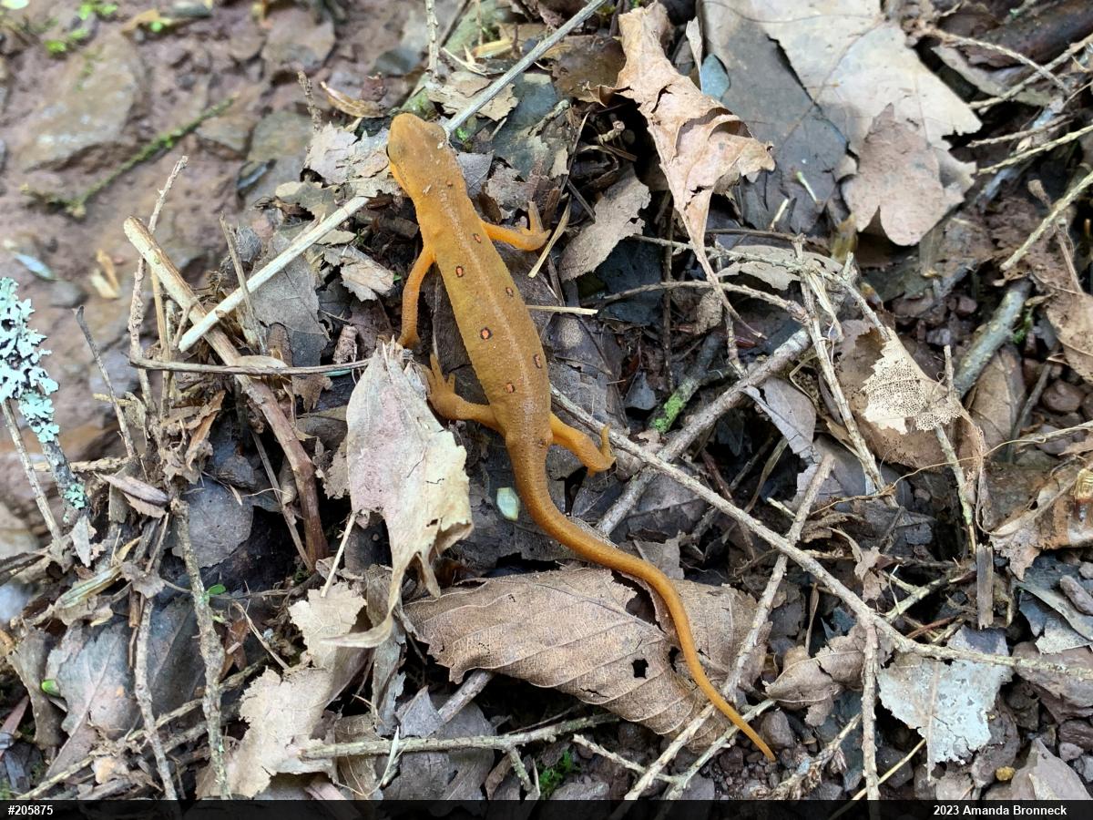 Red-spotted Newt