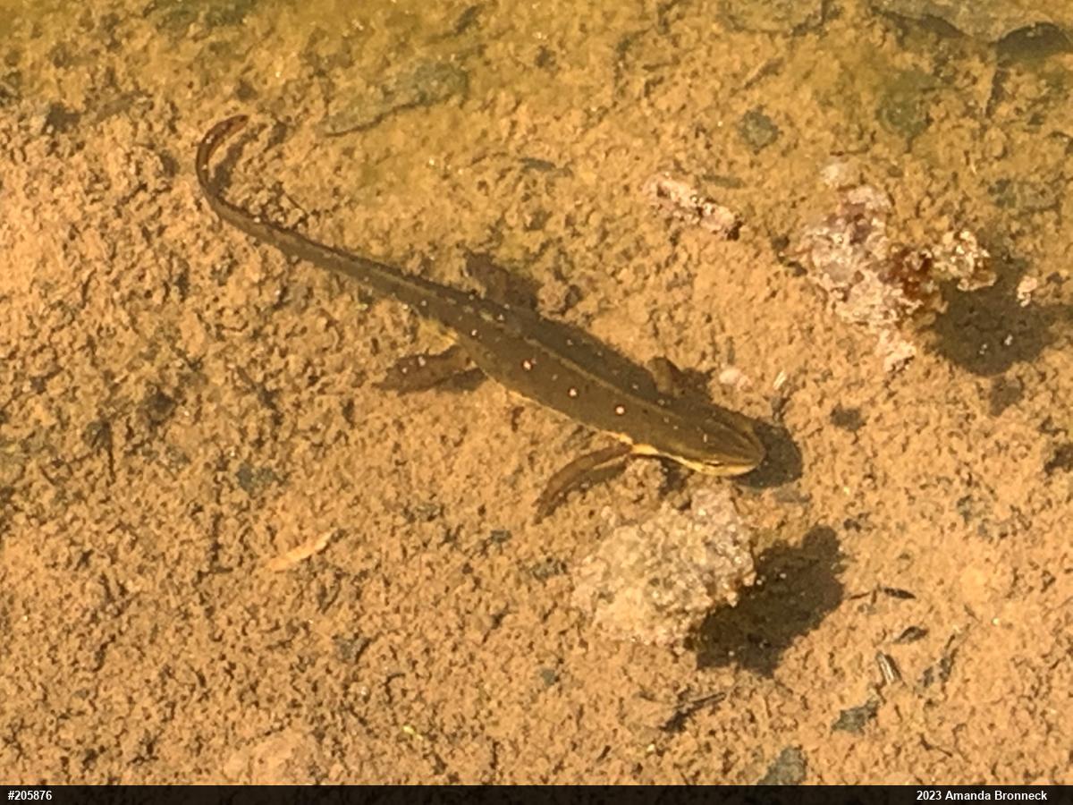 Red-spotted Newt
