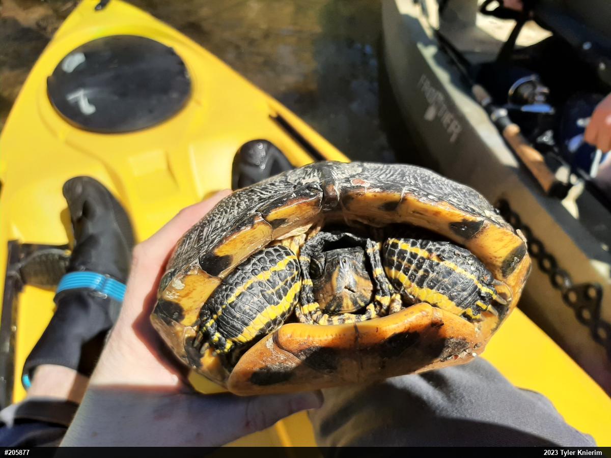 Yellow-bellied Slider