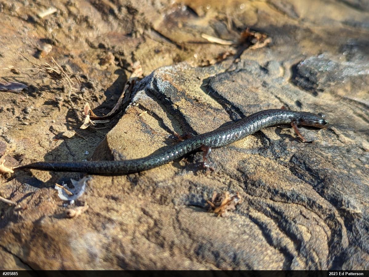 Valley And Ridge Salamander