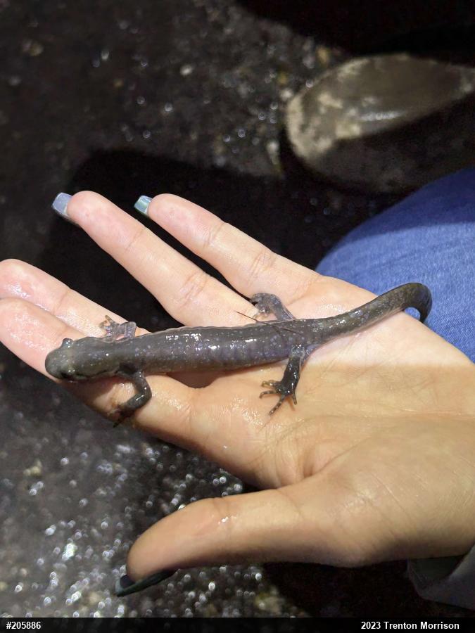 Jefferson Salamander