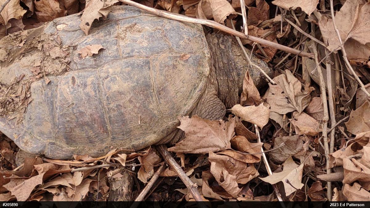 Snapping Turtle