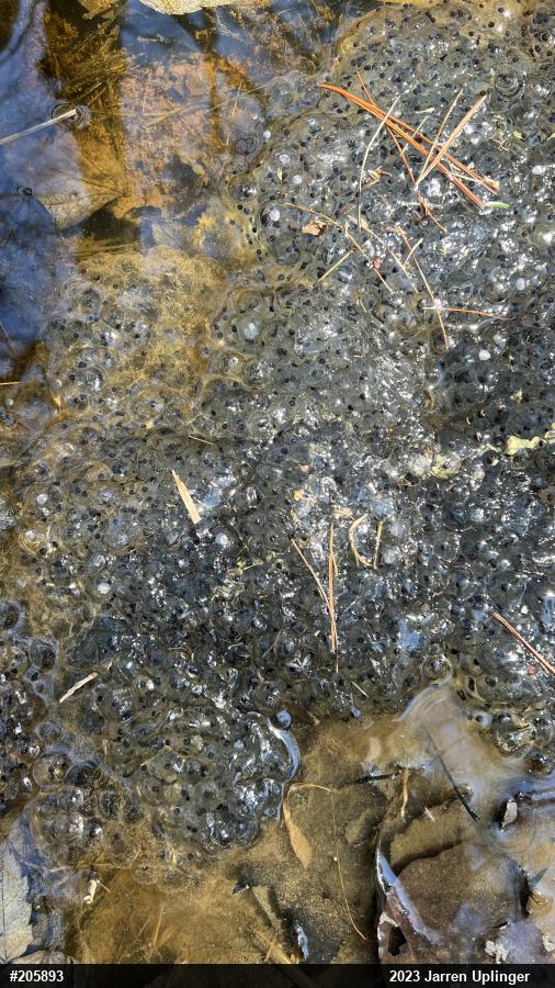 Wood Frog