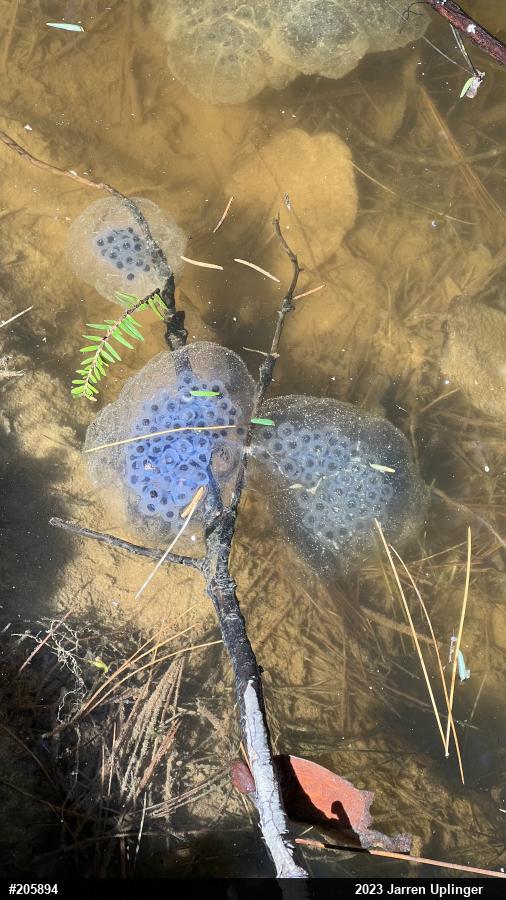 Spotted Salamander
