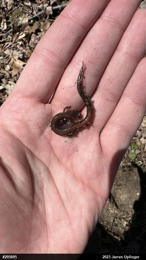 Eastern Red-backed  Salamander