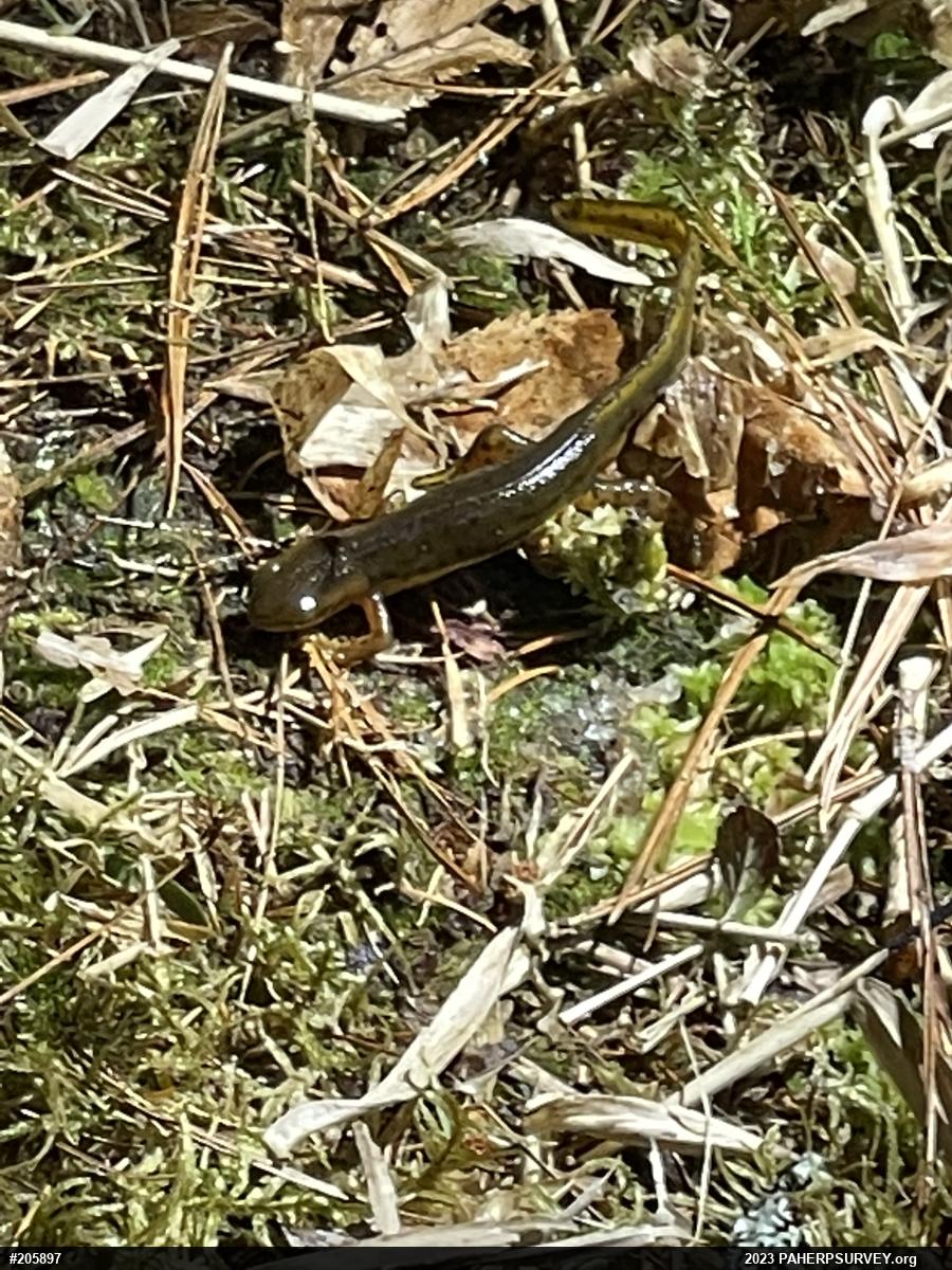 Red-spotted Newt