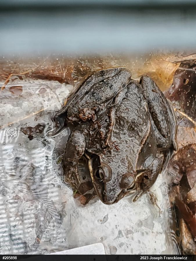 Wood Frog