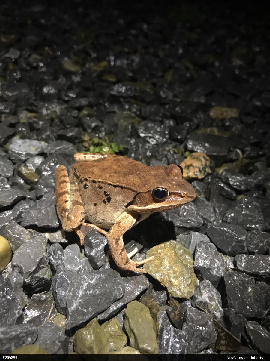 Wood Frog