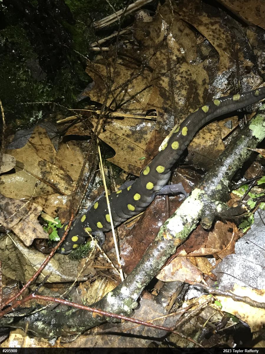 Spotted Salamander
