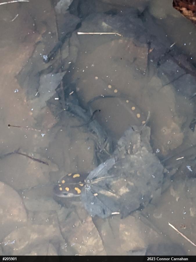 Spotted Salamander
