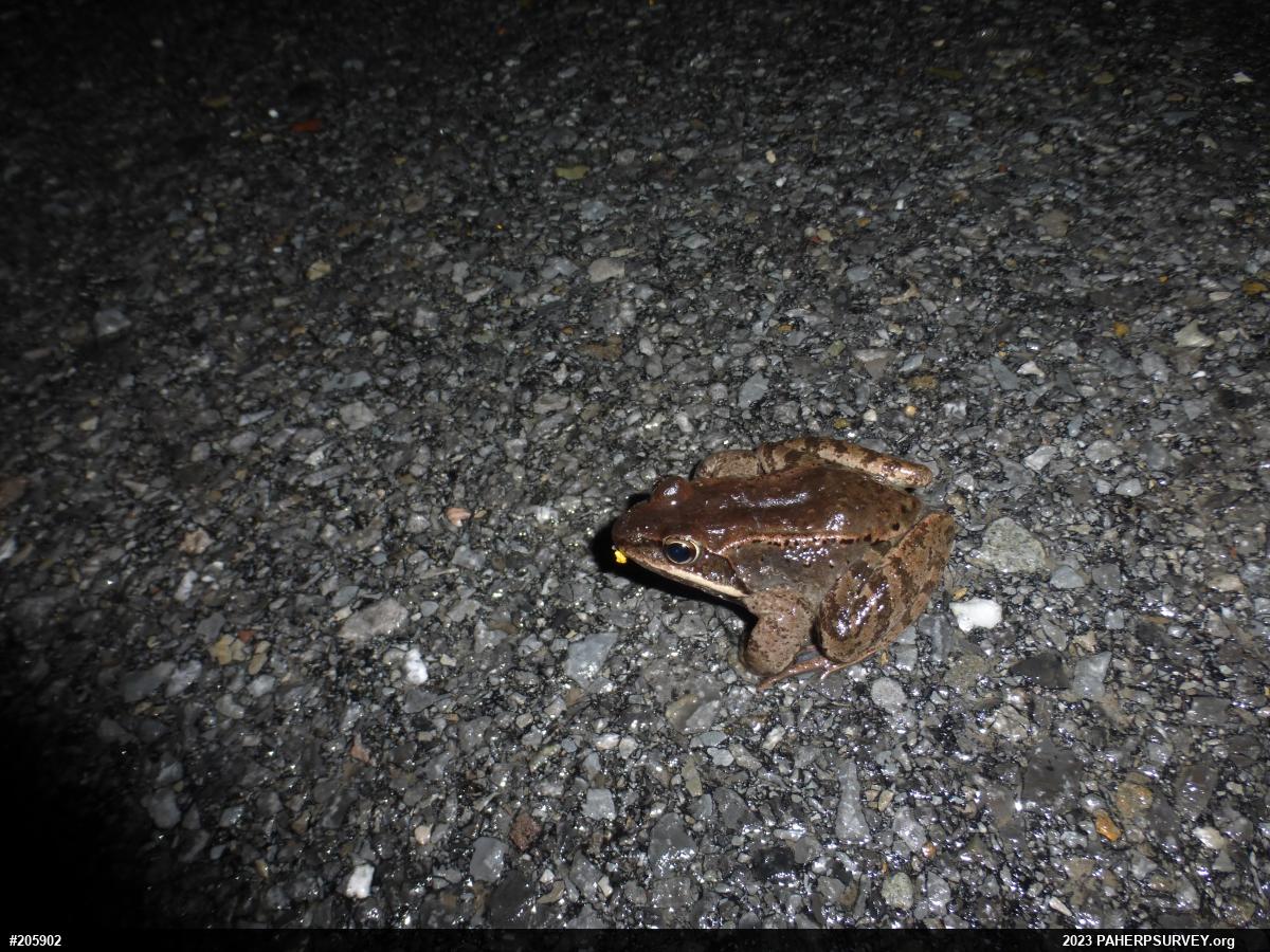 Wood Frog