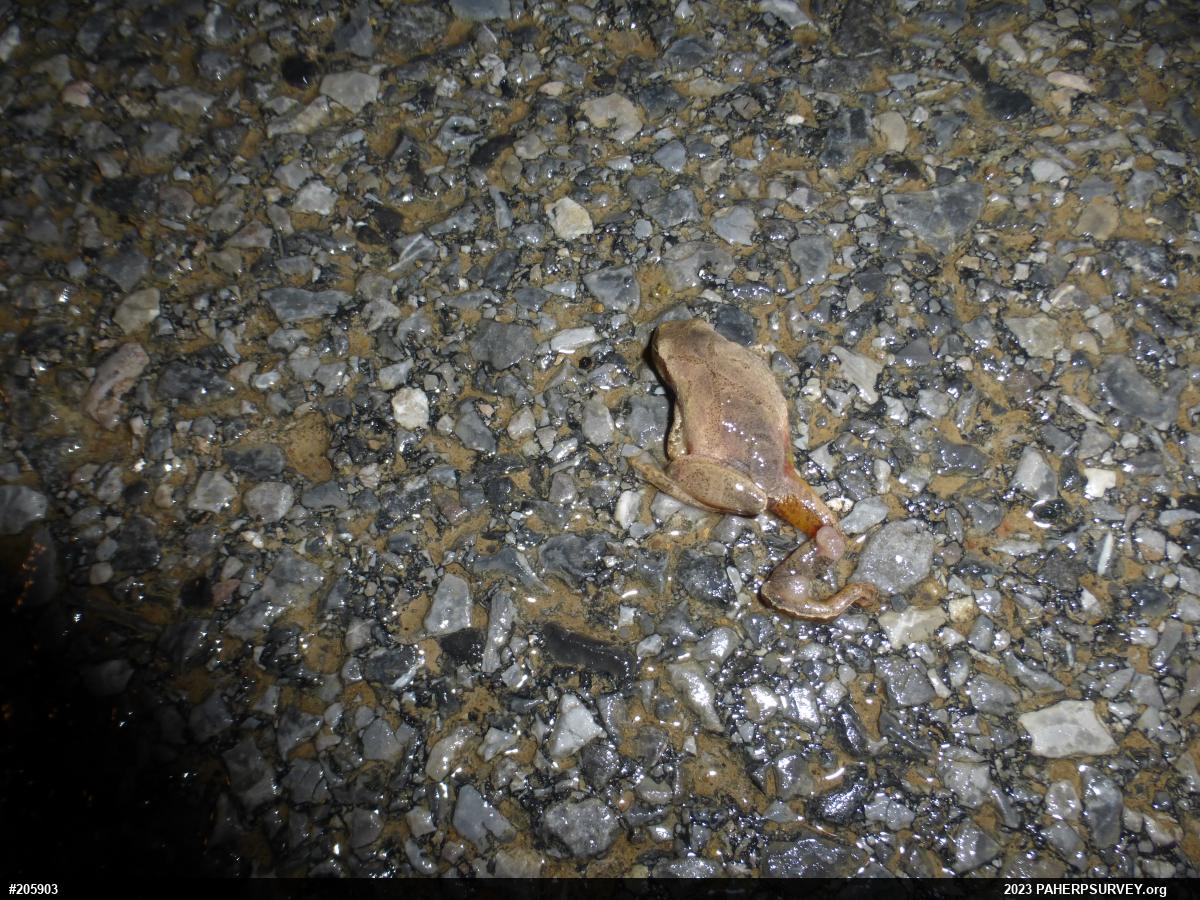 Spring Peeper
