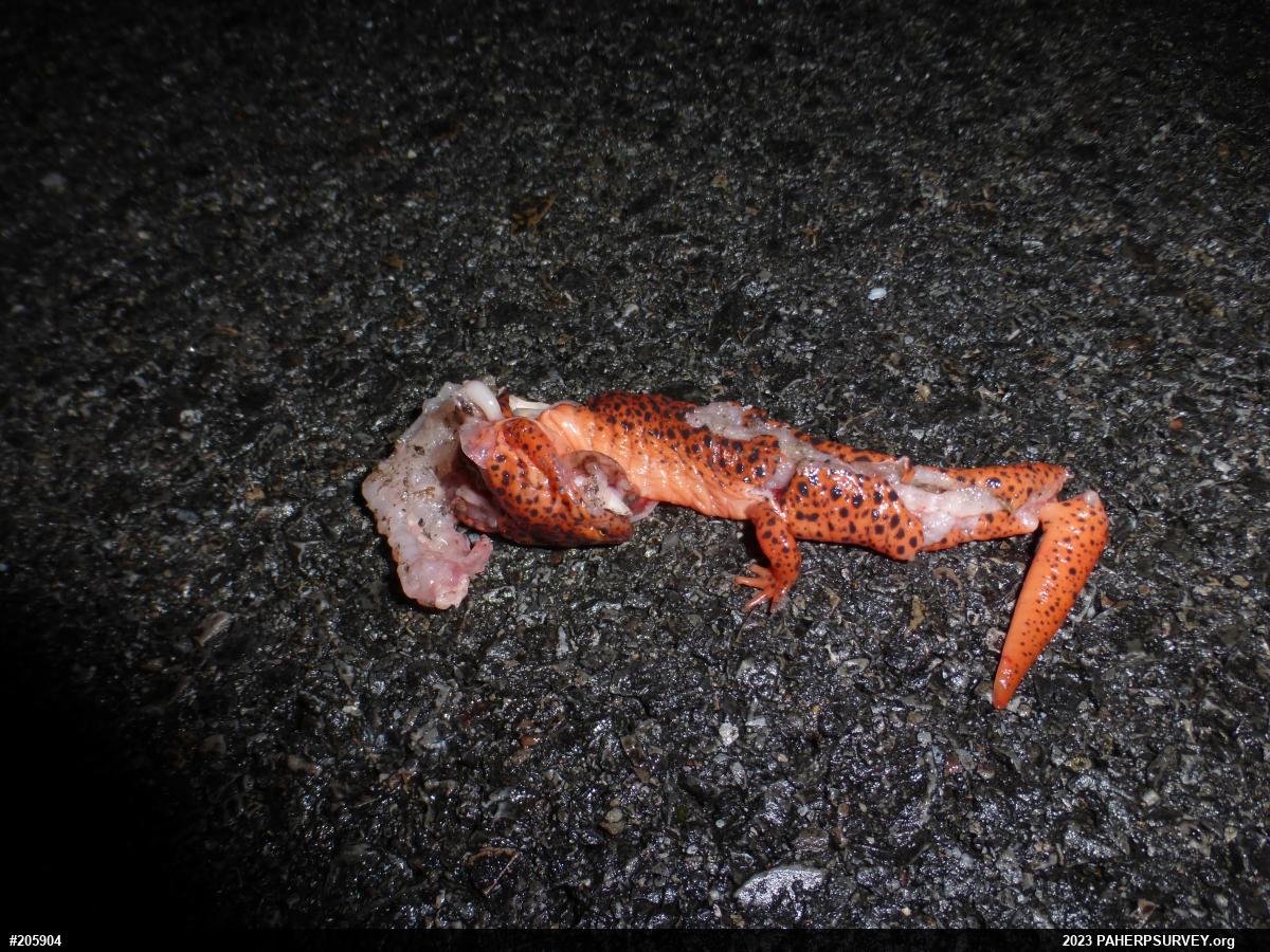 Northern Red Salamander