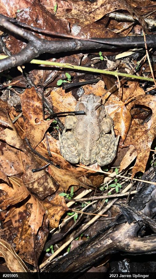 Eastern American Toad