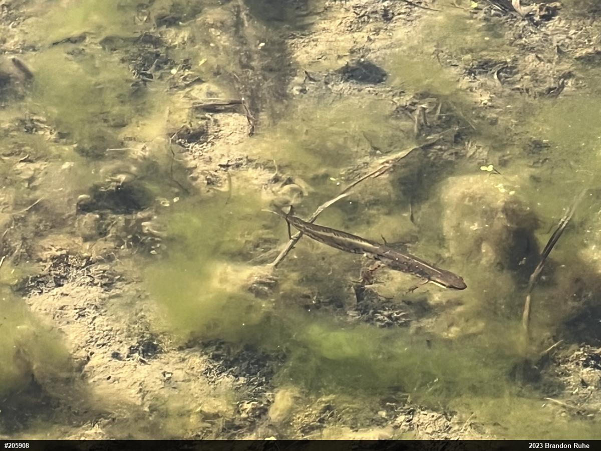 Red-spotted Newt