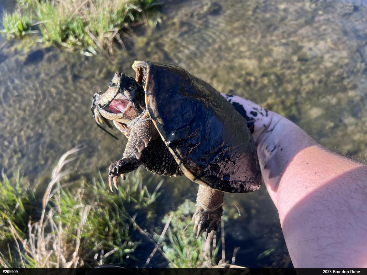 Snapping Turtle