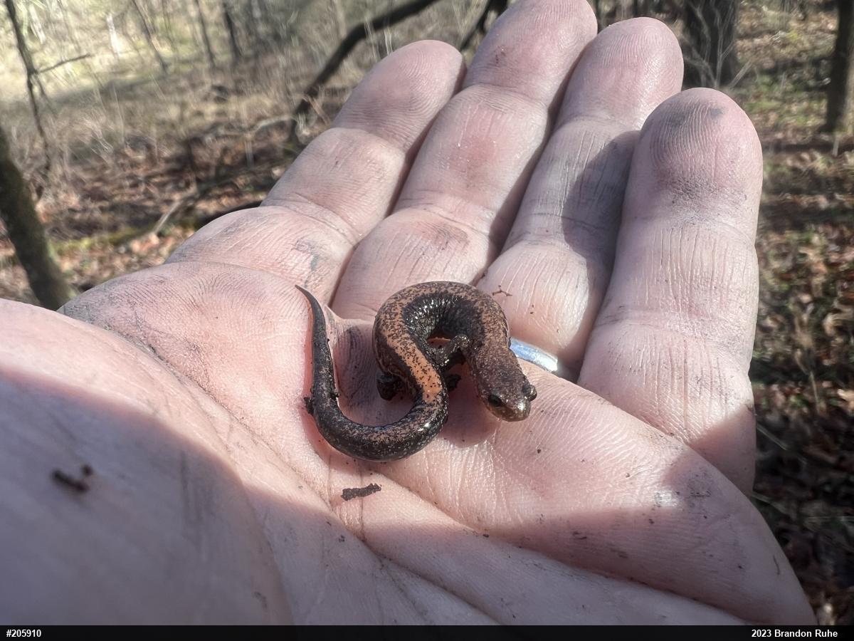Eastern Red-backed  Salamander