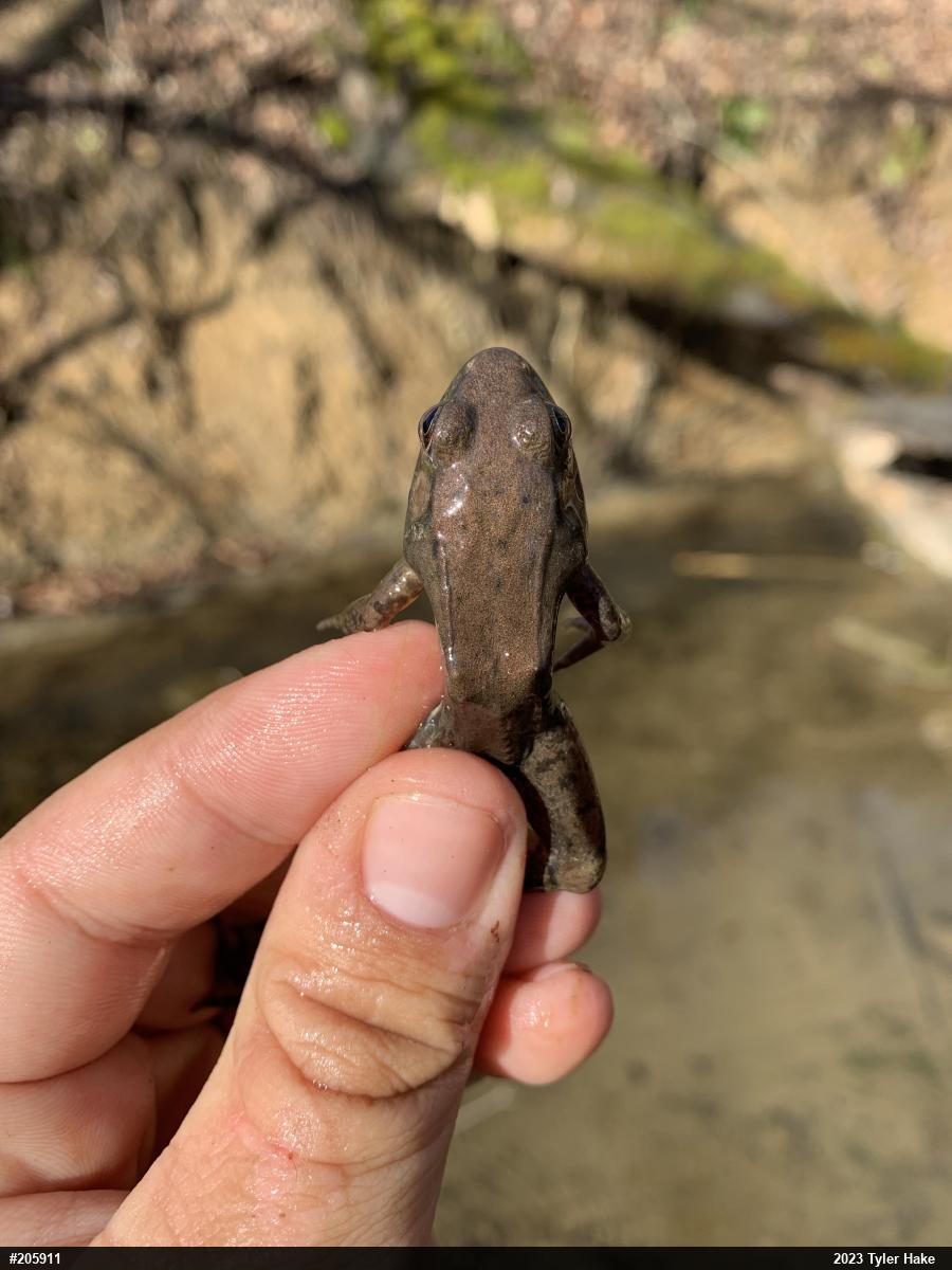 Green Frog