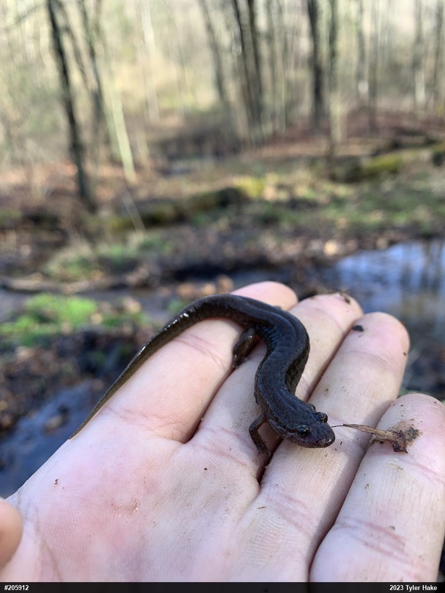 Northern Dusky Salamander