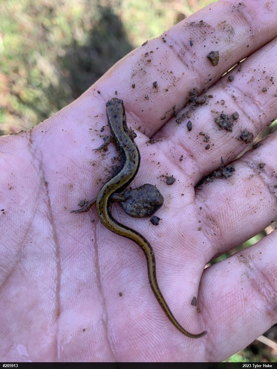 Northern Two-lined Salamander