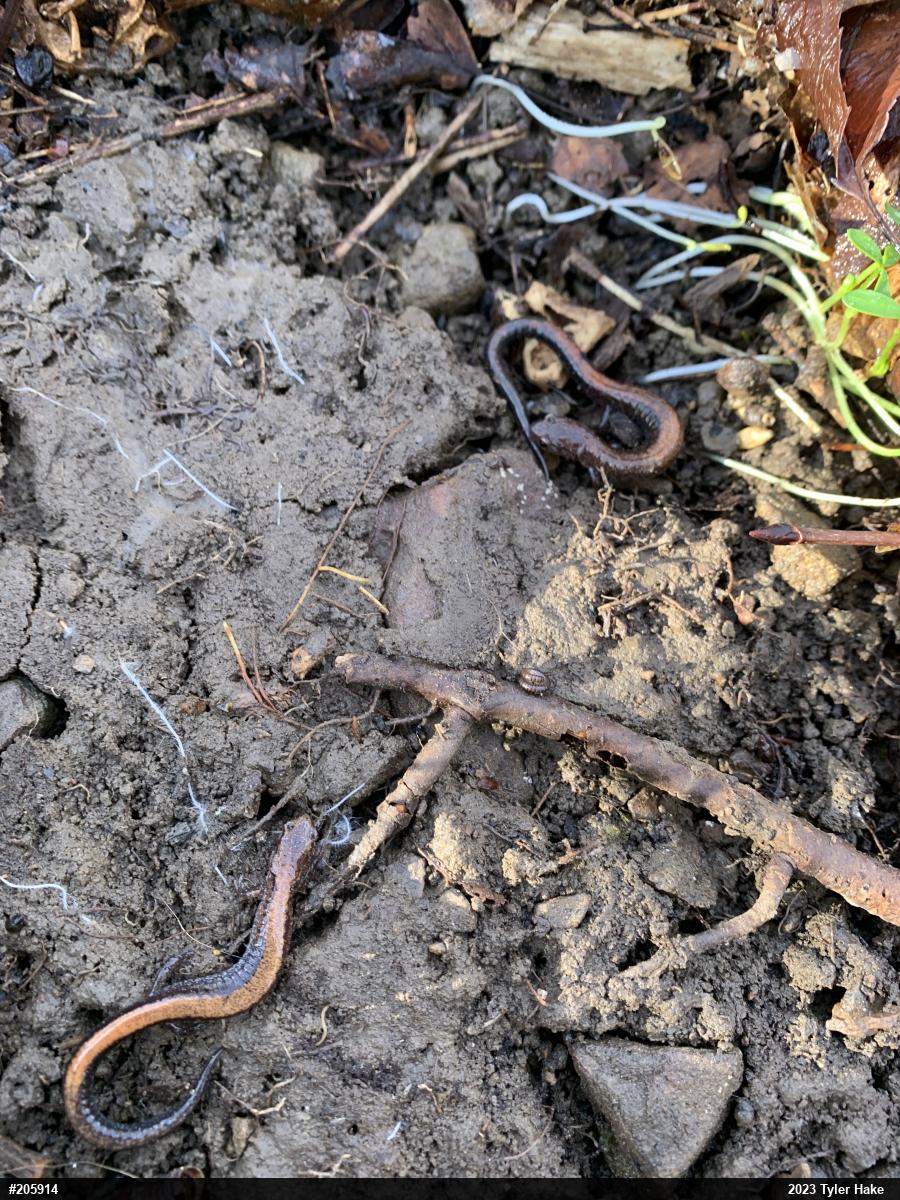 Eastern Red-backed  Salamander