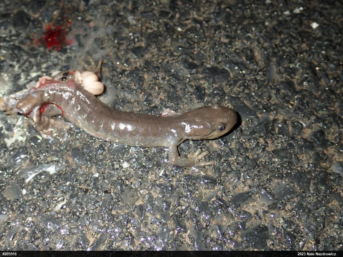 Jefferson Salamander