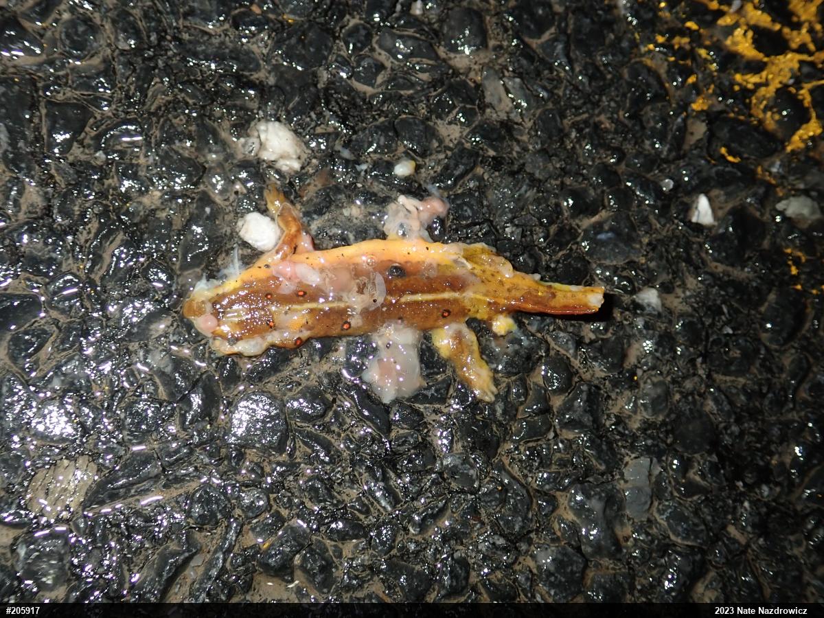 Red-spotted Newt