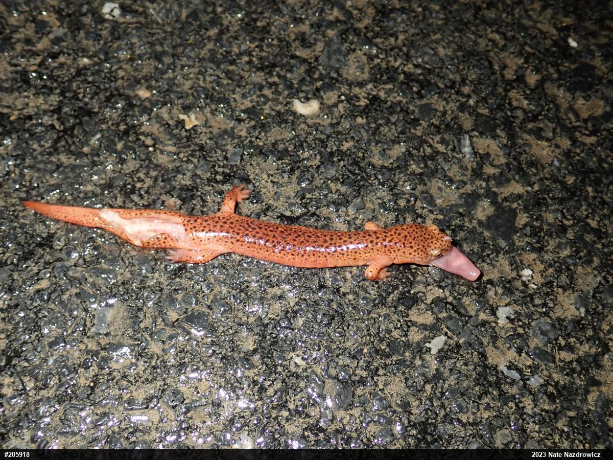 Northern Red Salamander
