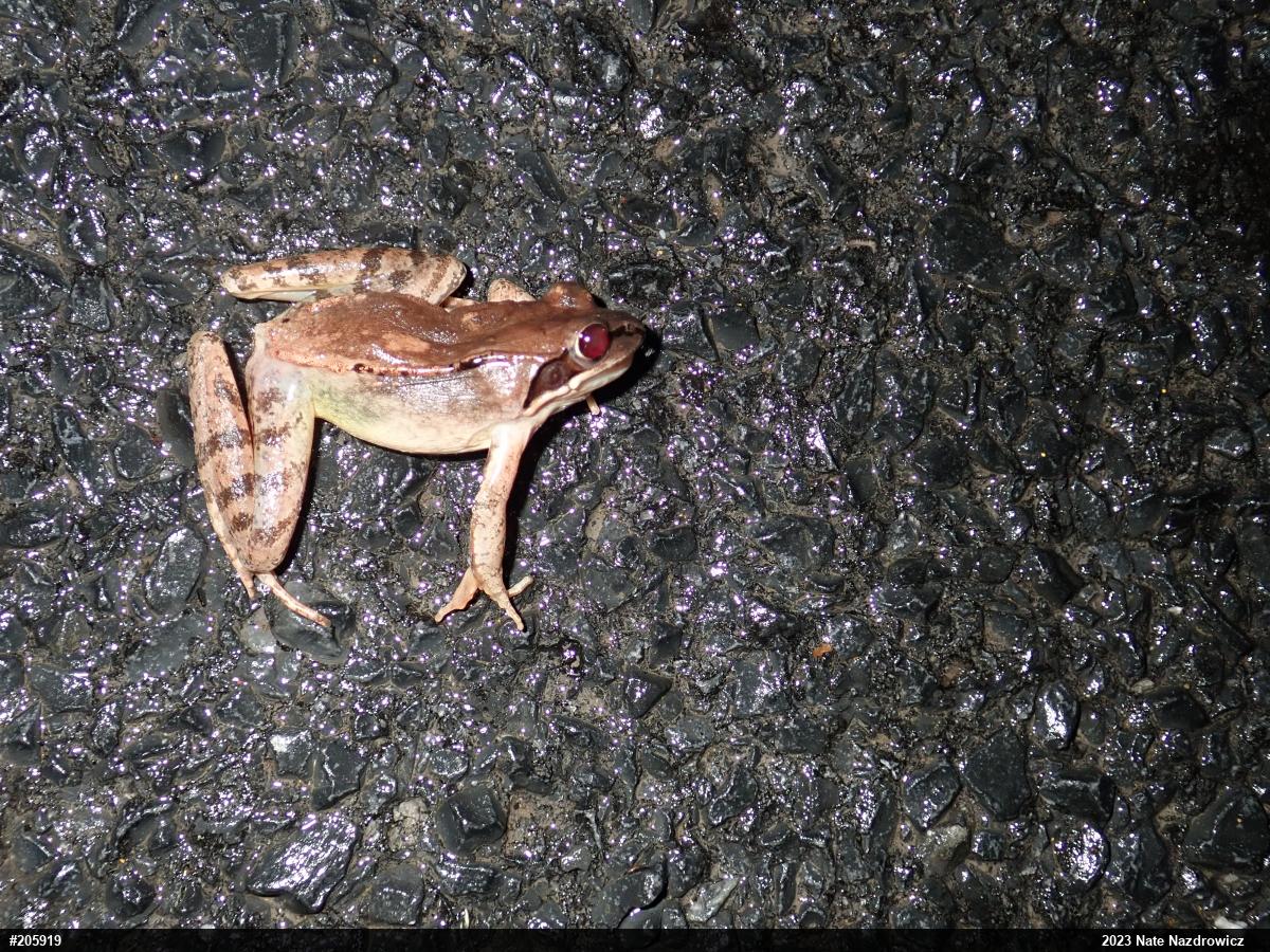 Wood Frog
