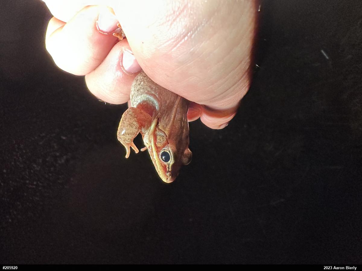 Wood Frog