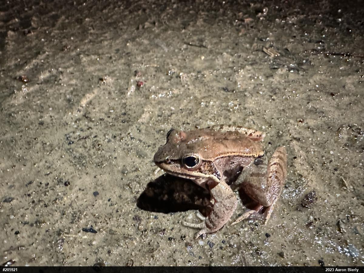Wood Frog