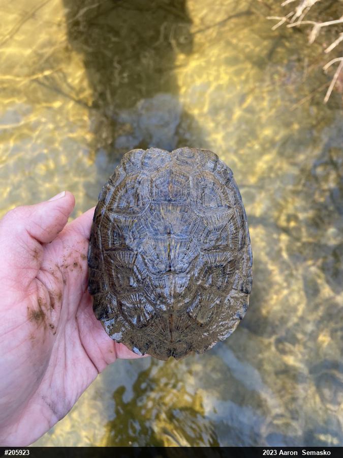 Wood Turtle