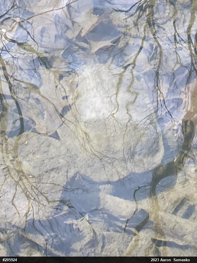 Wood Turtle