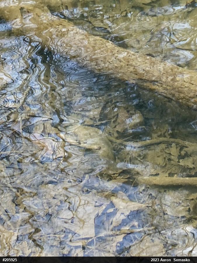 Wood Turtle
