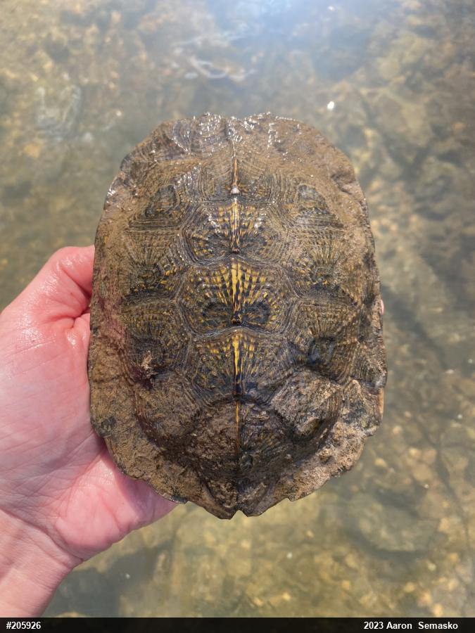Wood Turtle