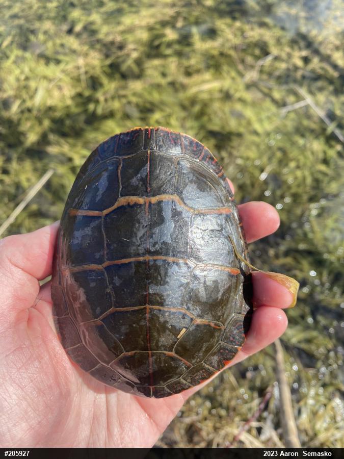 Painted Turtle