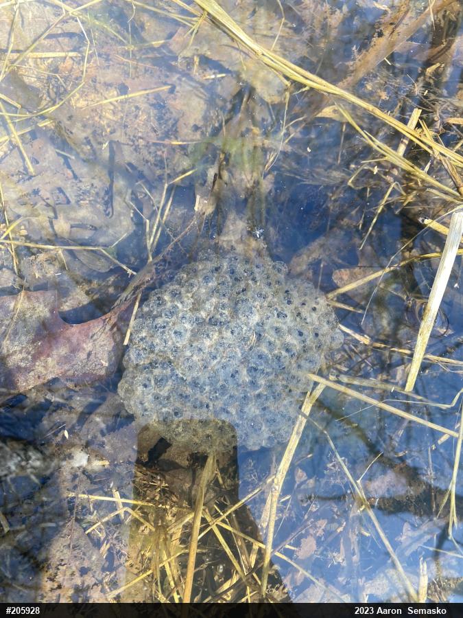 Wood Frog