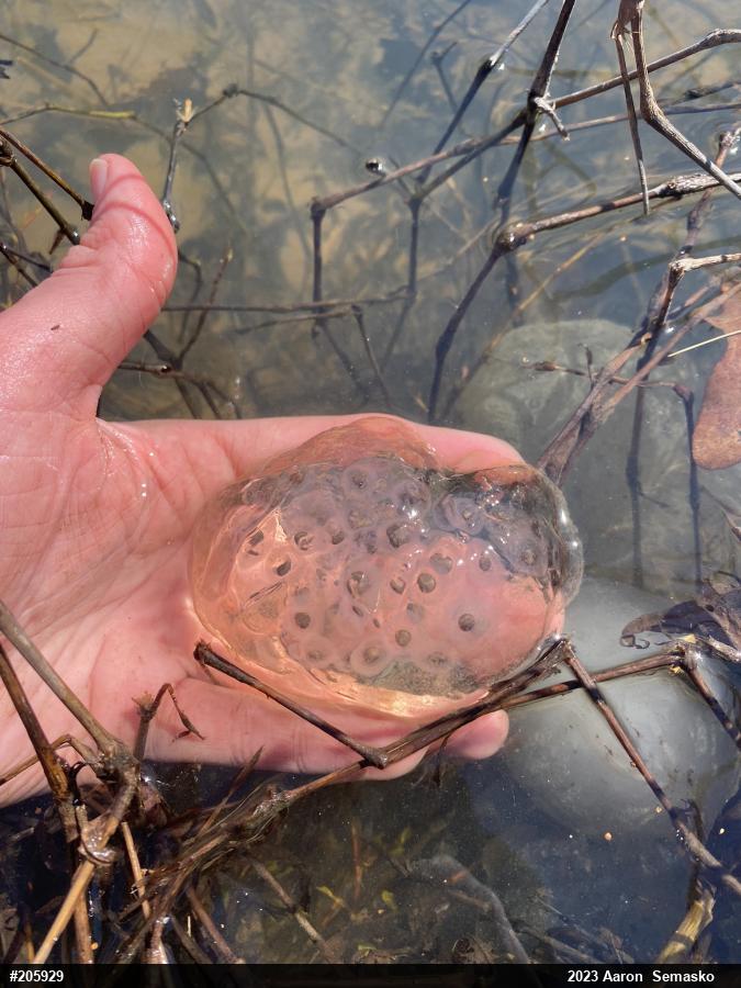 Spotted Salamander