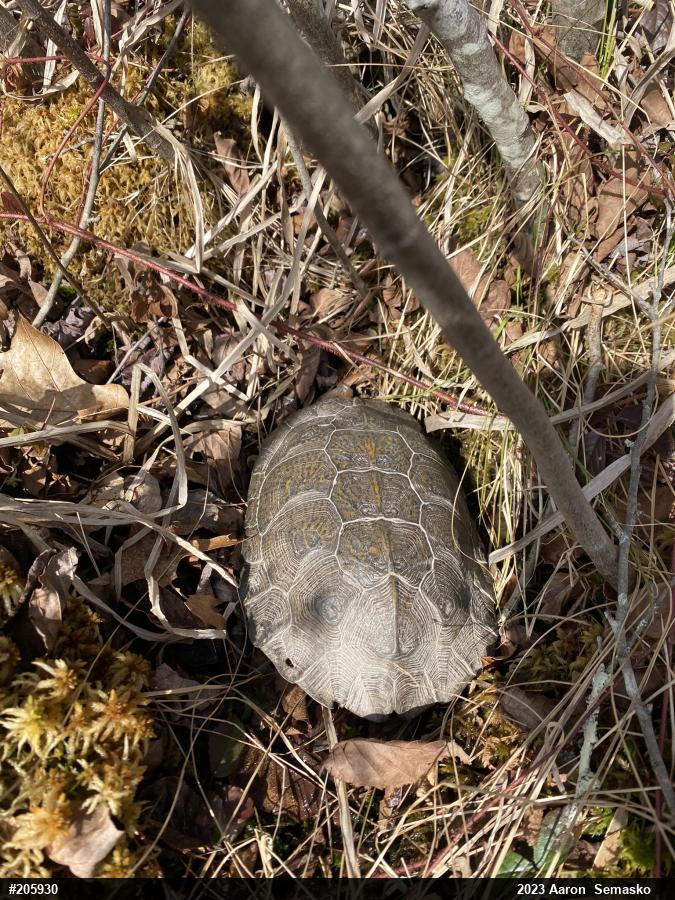 Wood Turtle