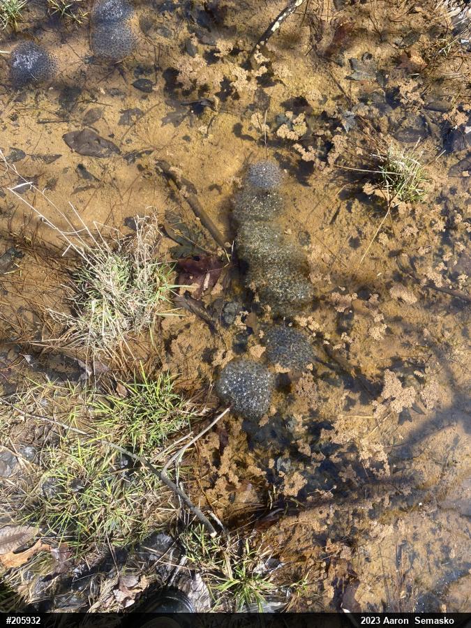 Wood Frog