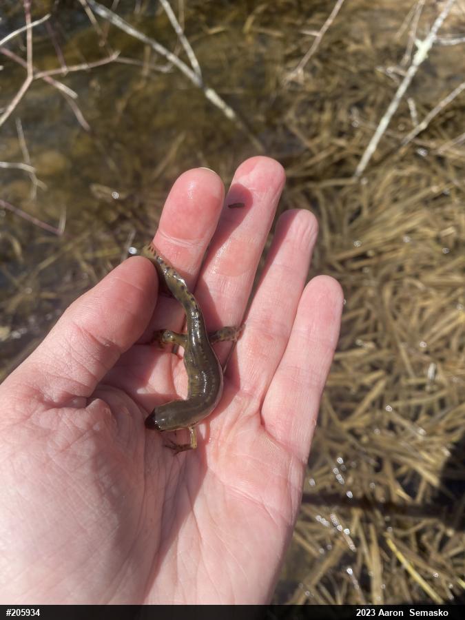 Red-spotted Newt