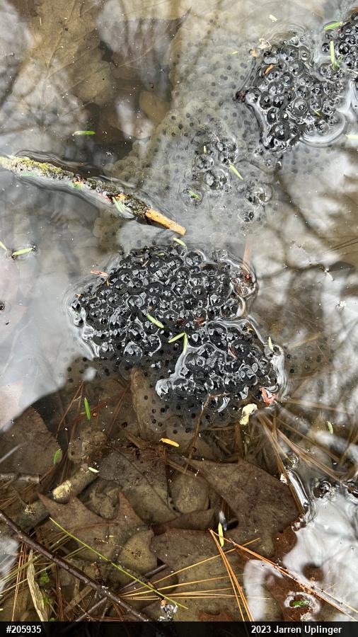 Wood Frog