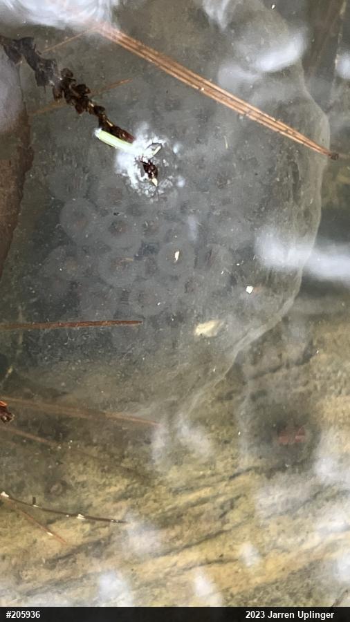 Spotted Salamander
